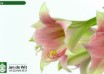 hippeastrum Misty ® (3)